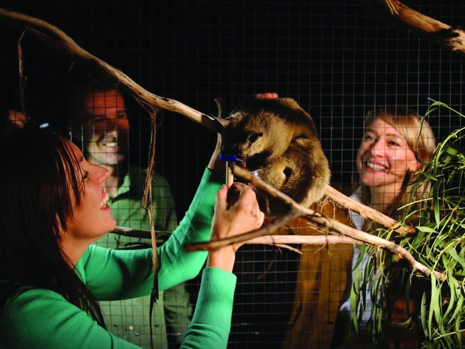 Australian Zoos at Night: Unforgettable Tours