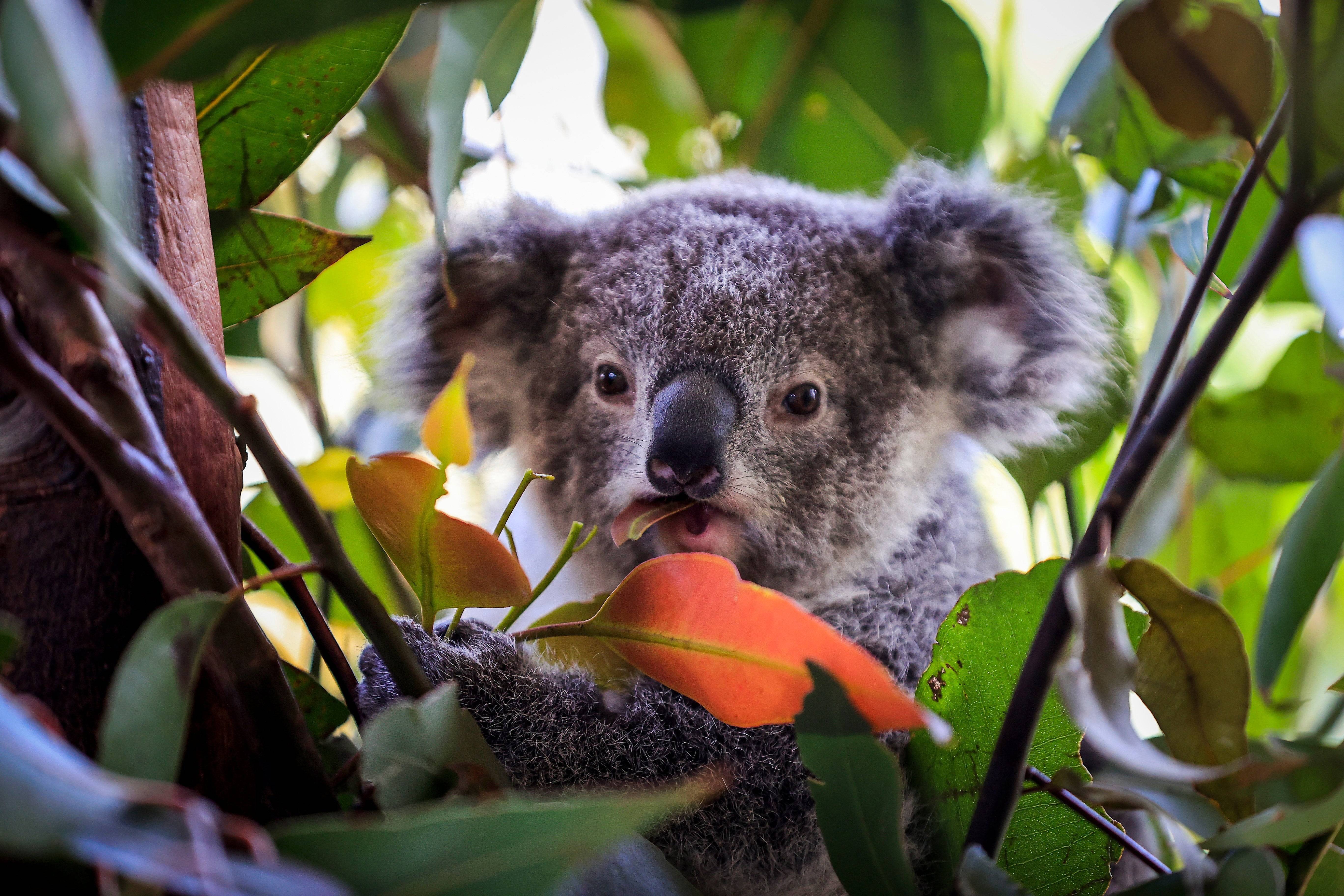 How Australian Zoos Protect Endangered Species
