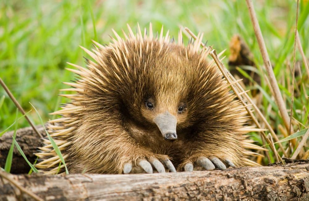 Top 10 Rare Animals Found Only in Australian Zoos