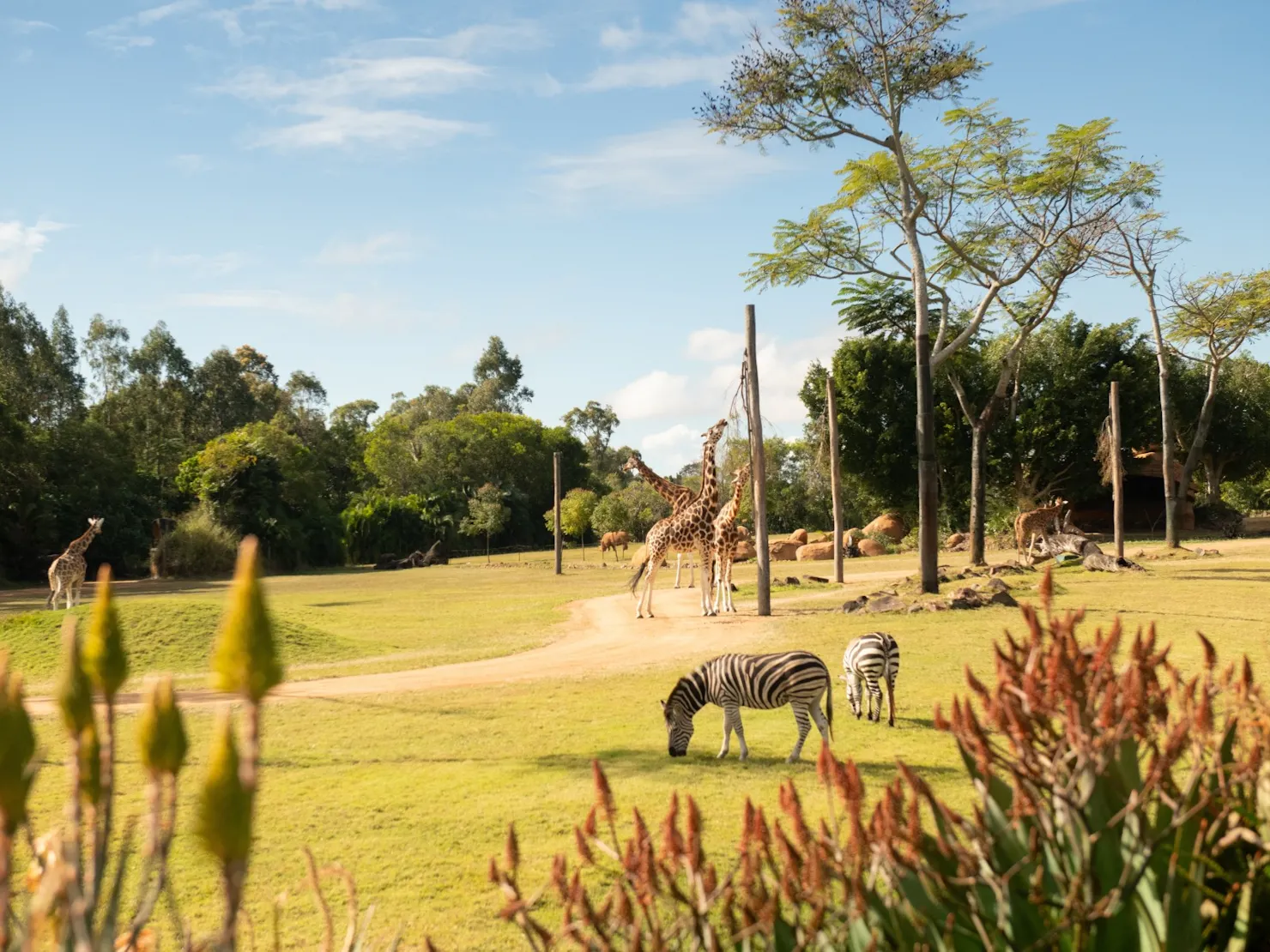 Children’s Adventures in Australian Zoos