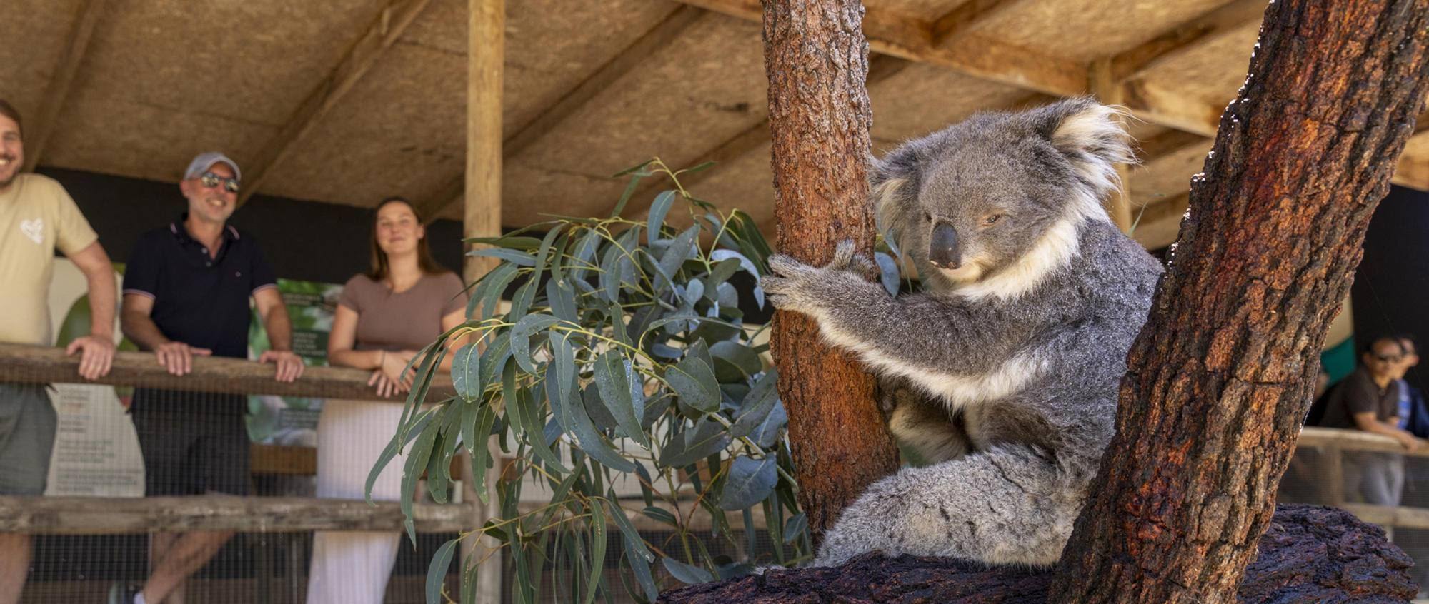 Australian Petting Zoos: Meet Koalas and Kangaroos